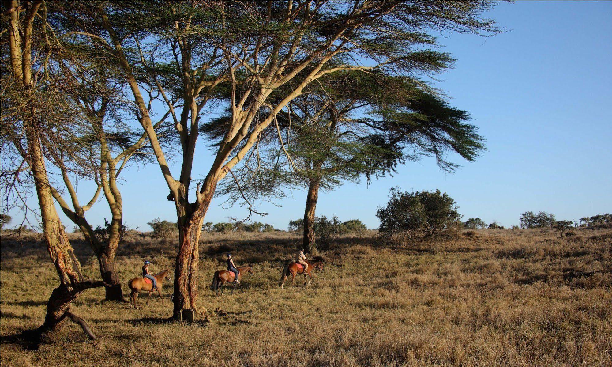 Elewana Lewa Safari Camp Hotel Timau Exterior foto